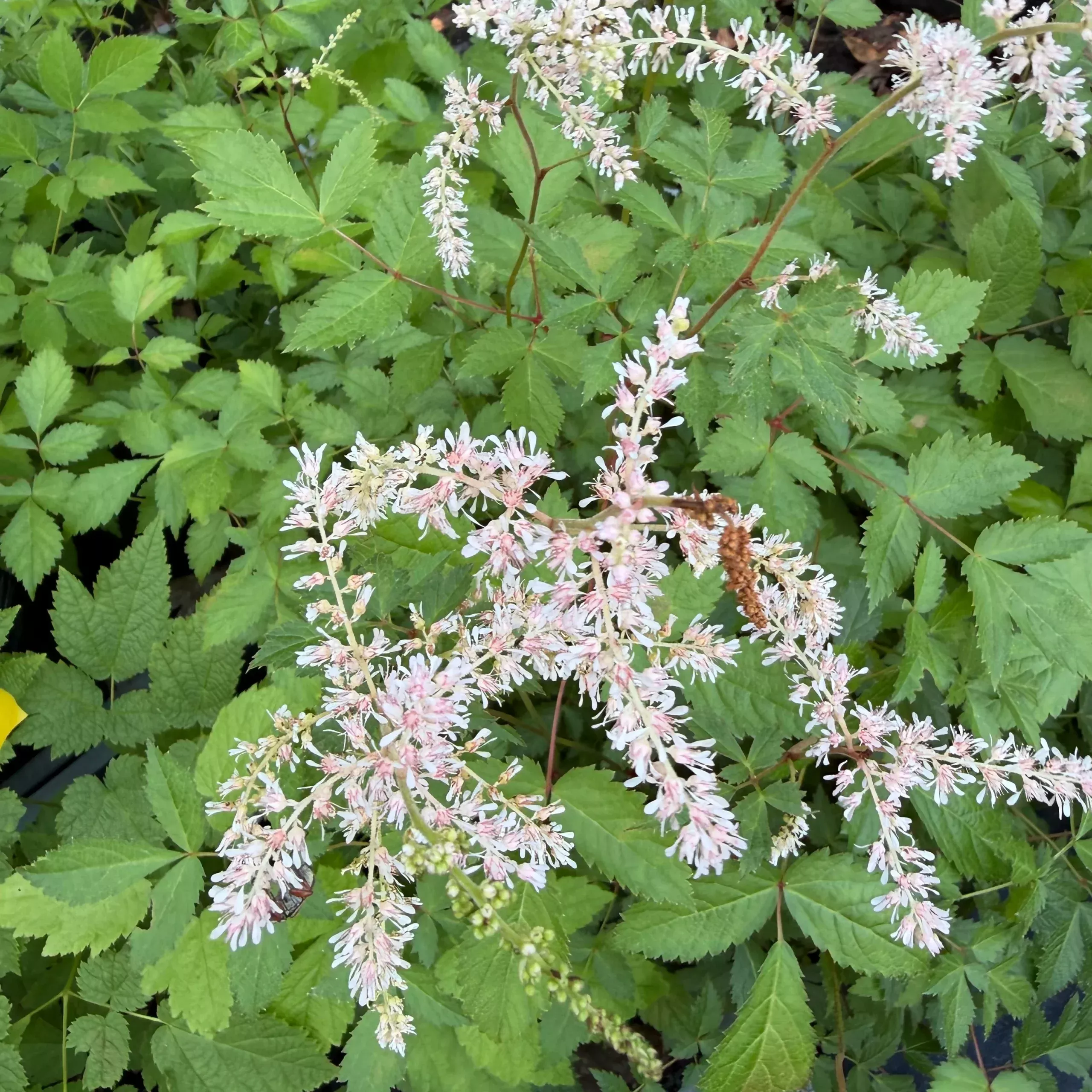 Astilbe thunbergii ‘Betsy Cuperus’