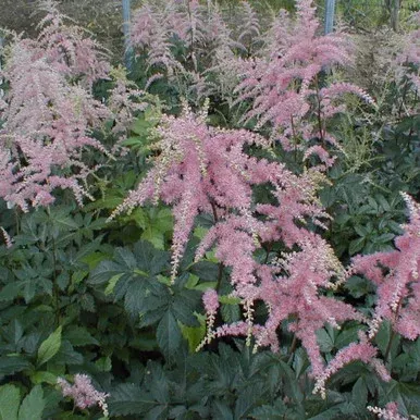 Astilbe x arendsii ‘Bressingham Beauty’