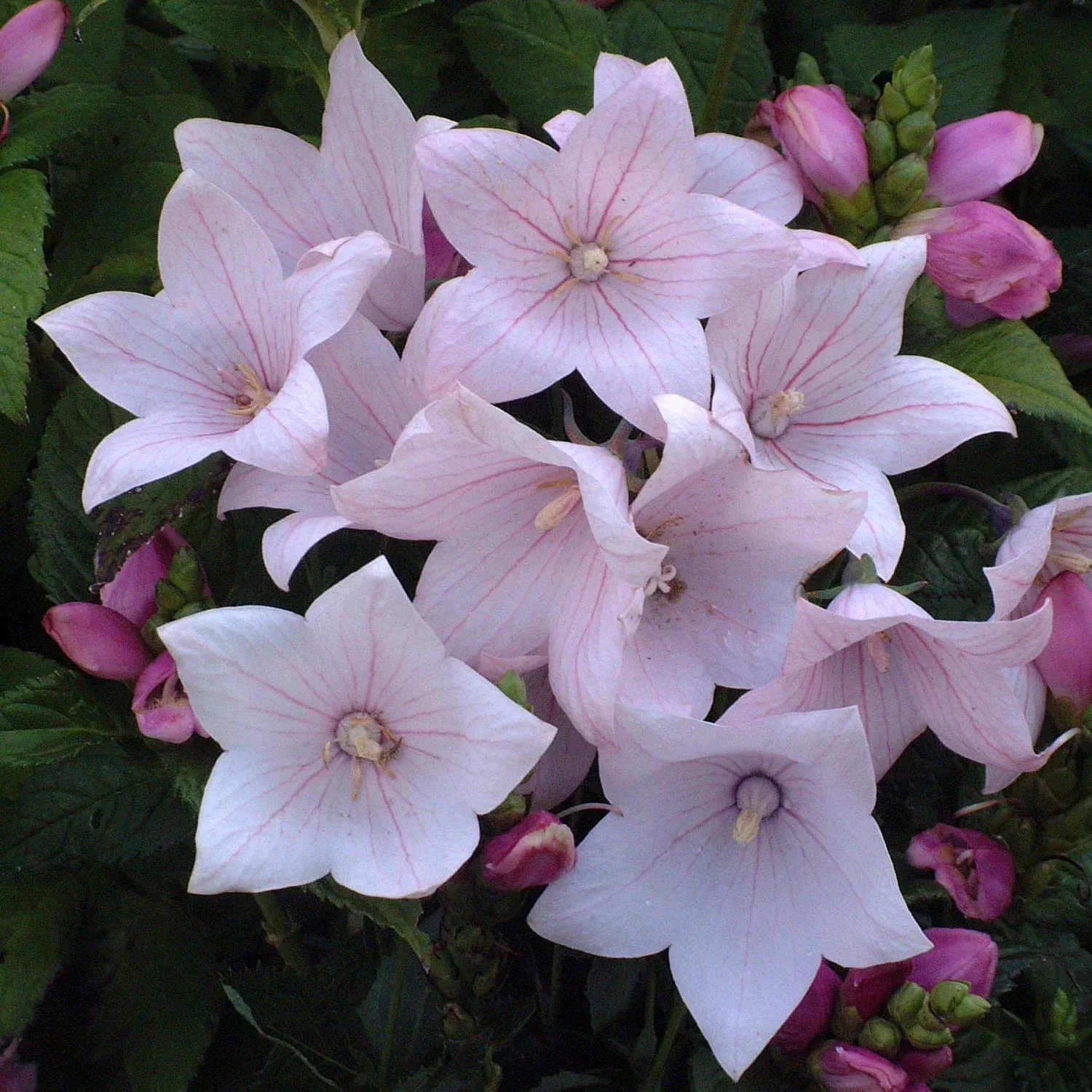 ‘Astra Pink’ Balloon Flower (Platycodon)