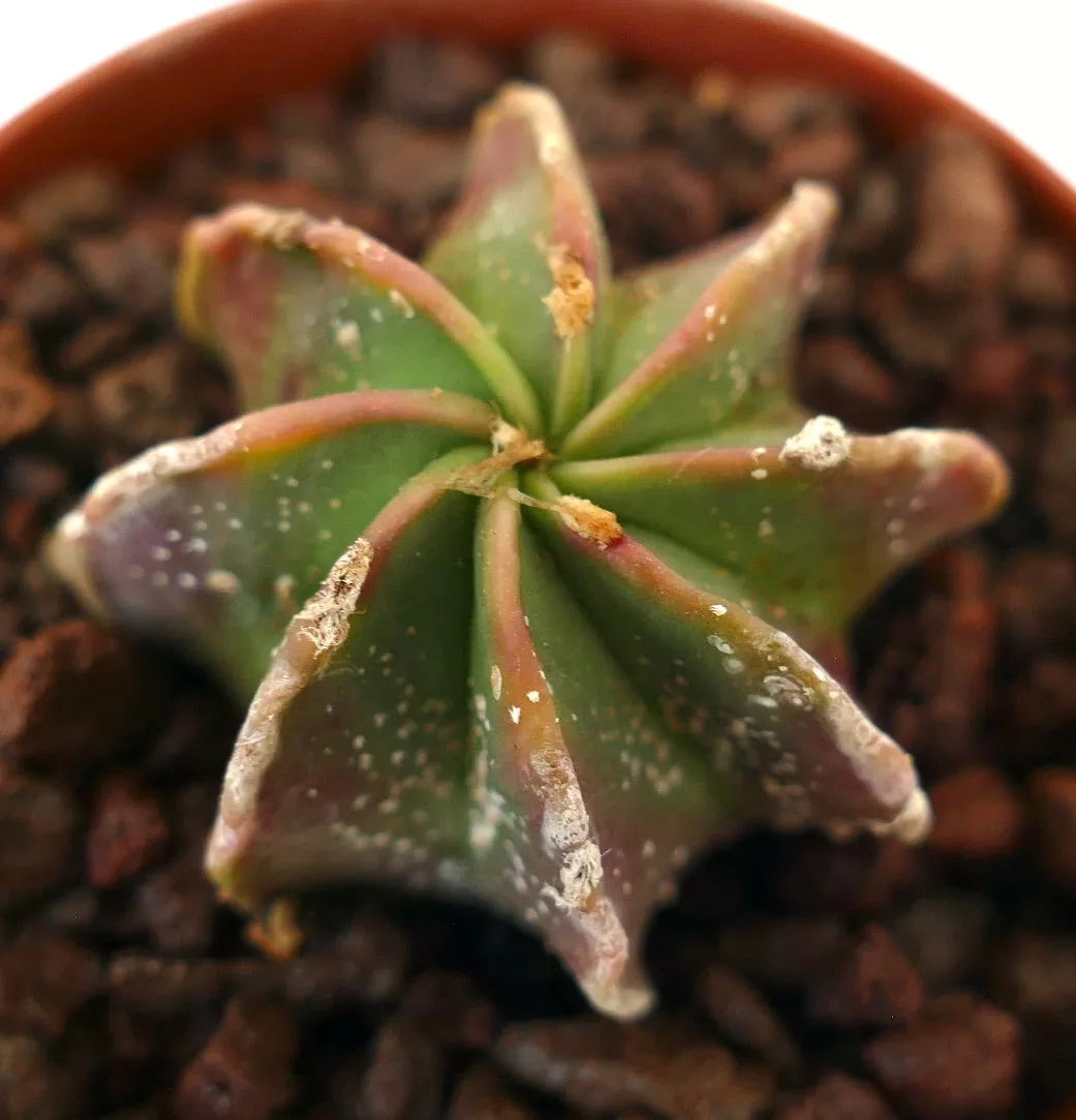 Astrophytum capricorne THAYO x myriostigma