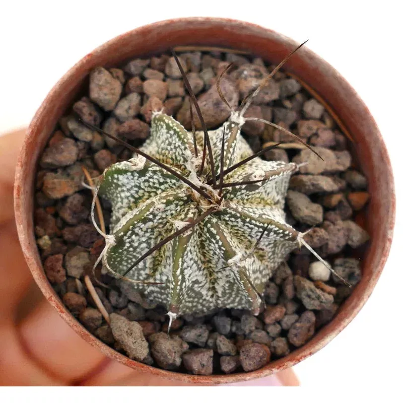 Astrophytum capricorne (THIN spines)