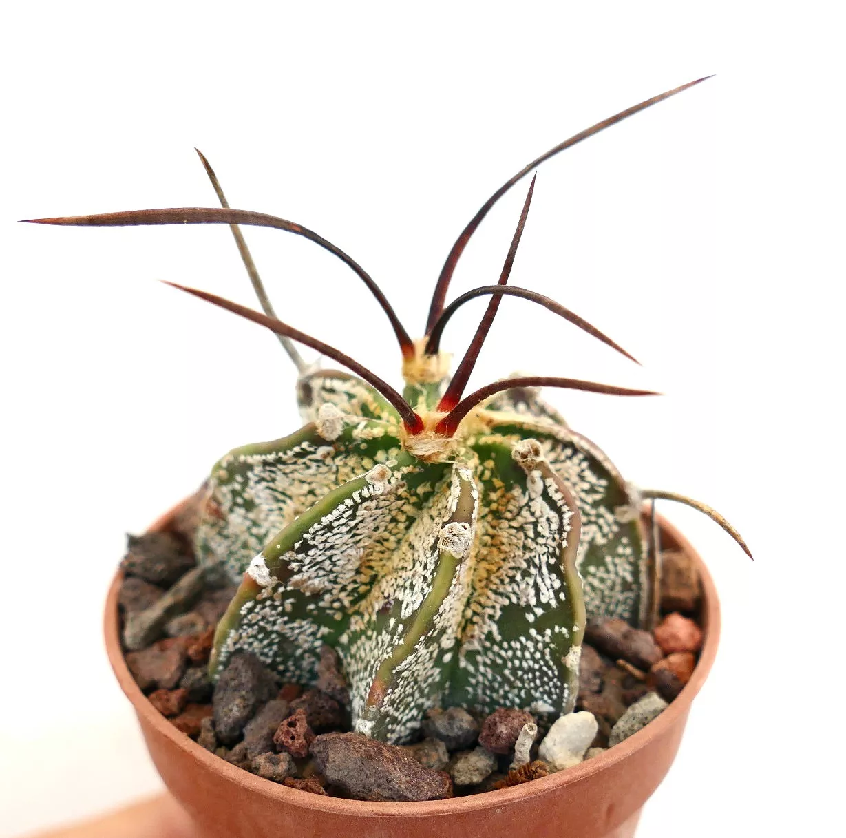 Astrophytum capricorne var. capricorne