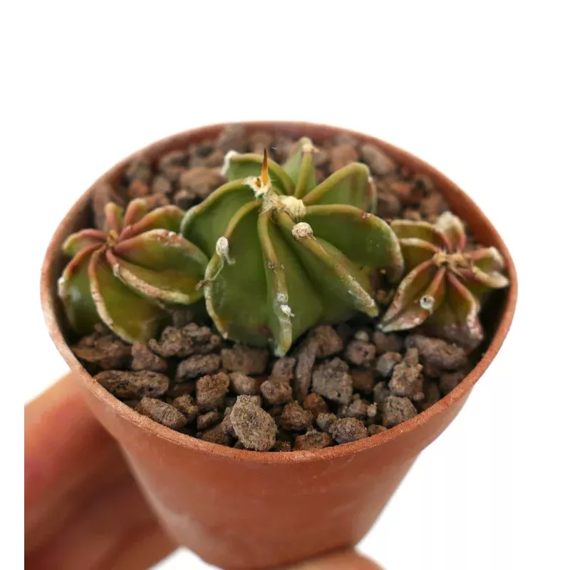 Astrophytum POT OF THREE SS3
