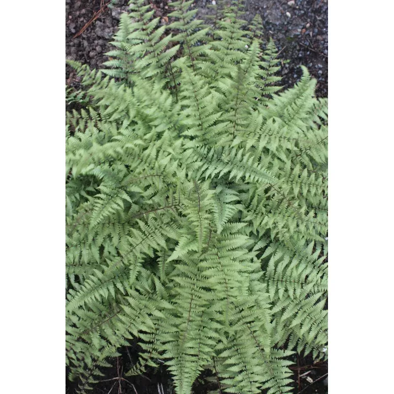 Athyrium Silver Sentry