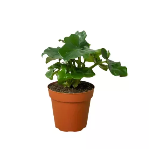 Atom Philodendron