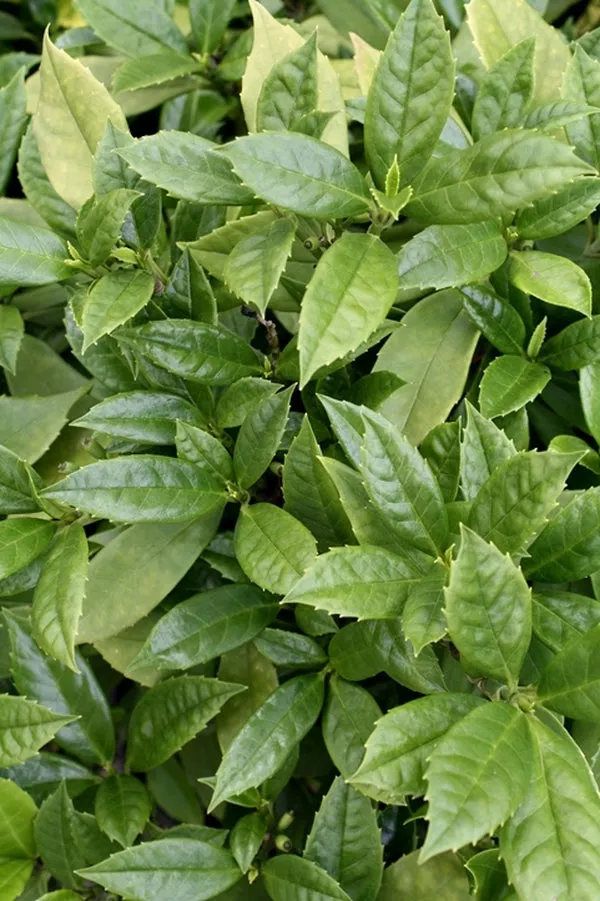 Aucuba japonica Sagama