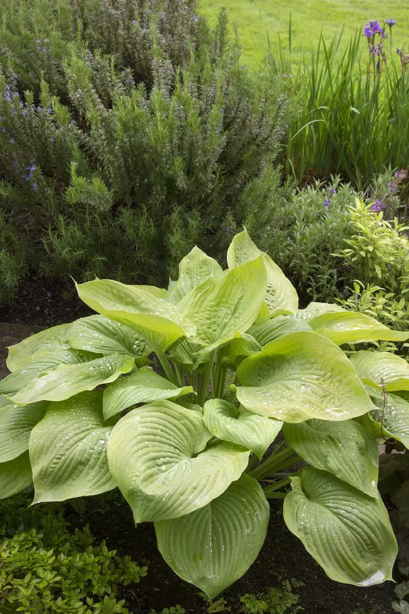 August Moon Hosta - Monrovia