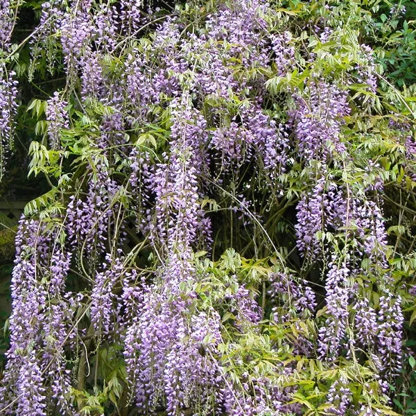 ‘Aunt Dee’ Wisteria