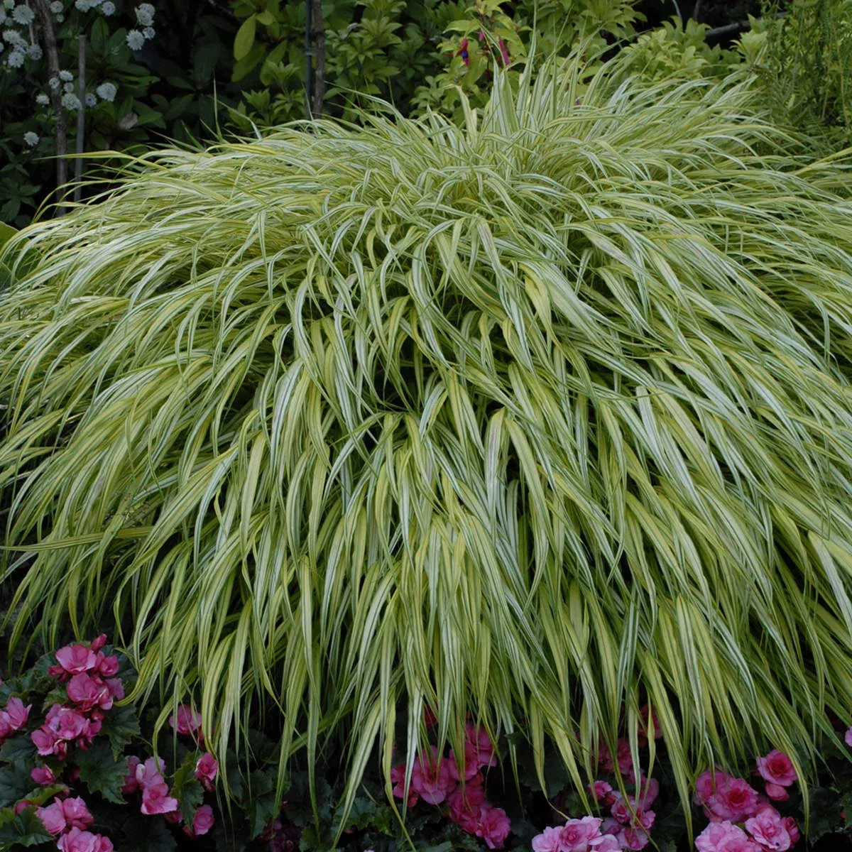 ‘Aureola’ Japanese Forest Grass (Hakonechloa)