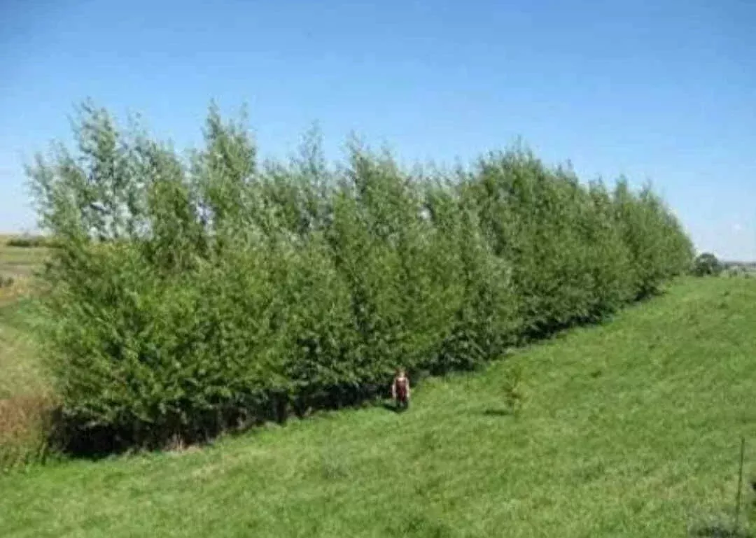 Austree Hybrid Willow Tree Cuttings - 10 Pack - Fast Growing Privacy Hedge - Salix x matsudana Salix alba