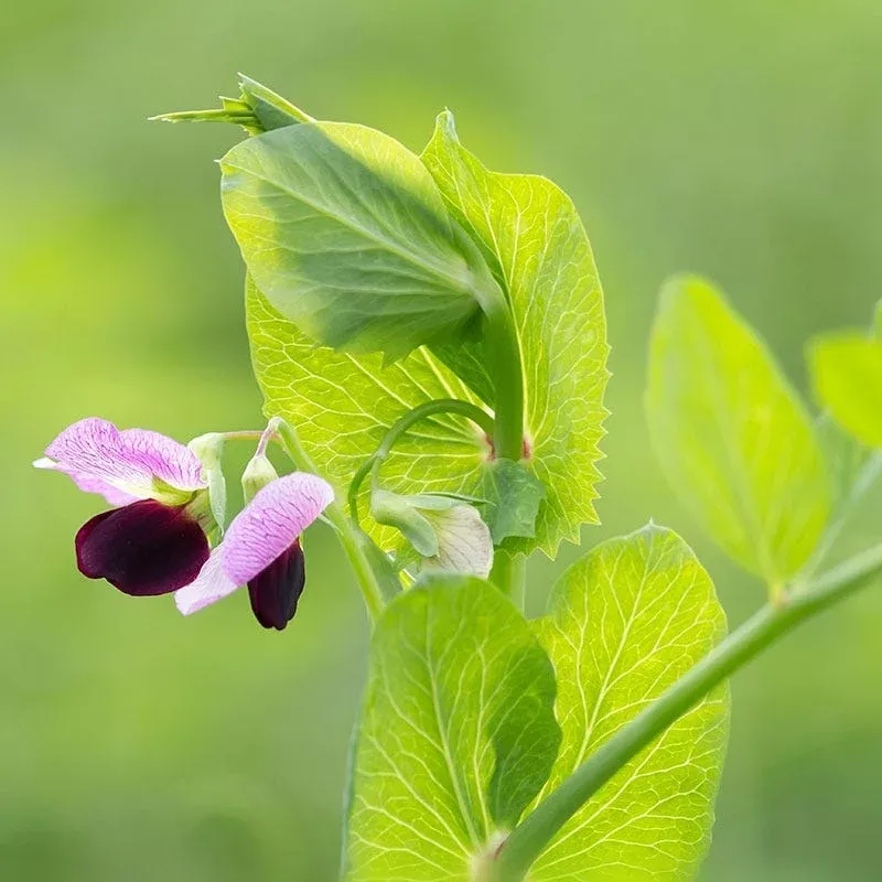 Austrian Winter Pea Seeds
