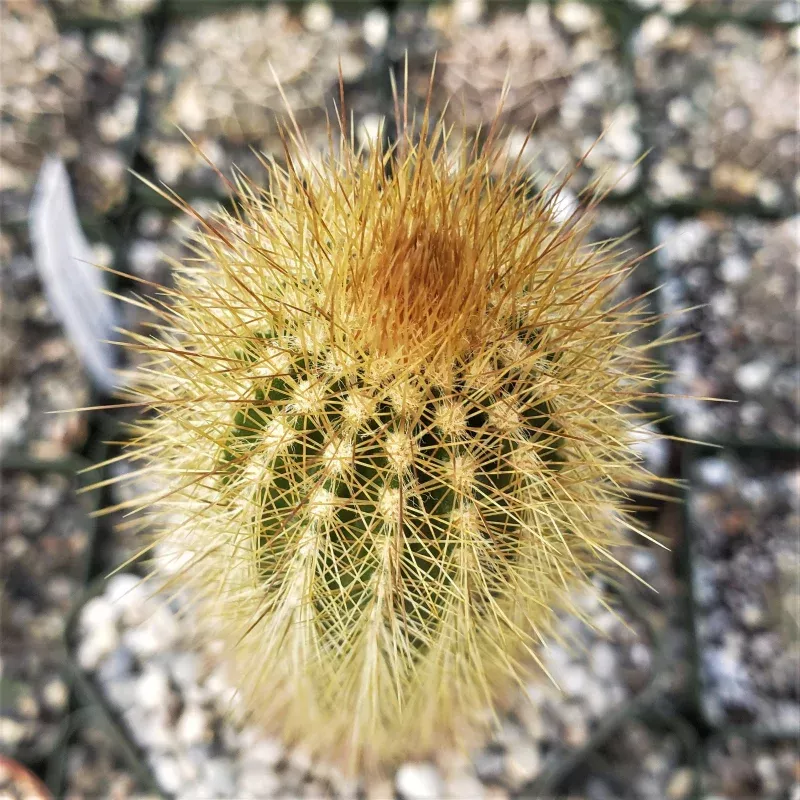 Austrocephalocereus estevesii