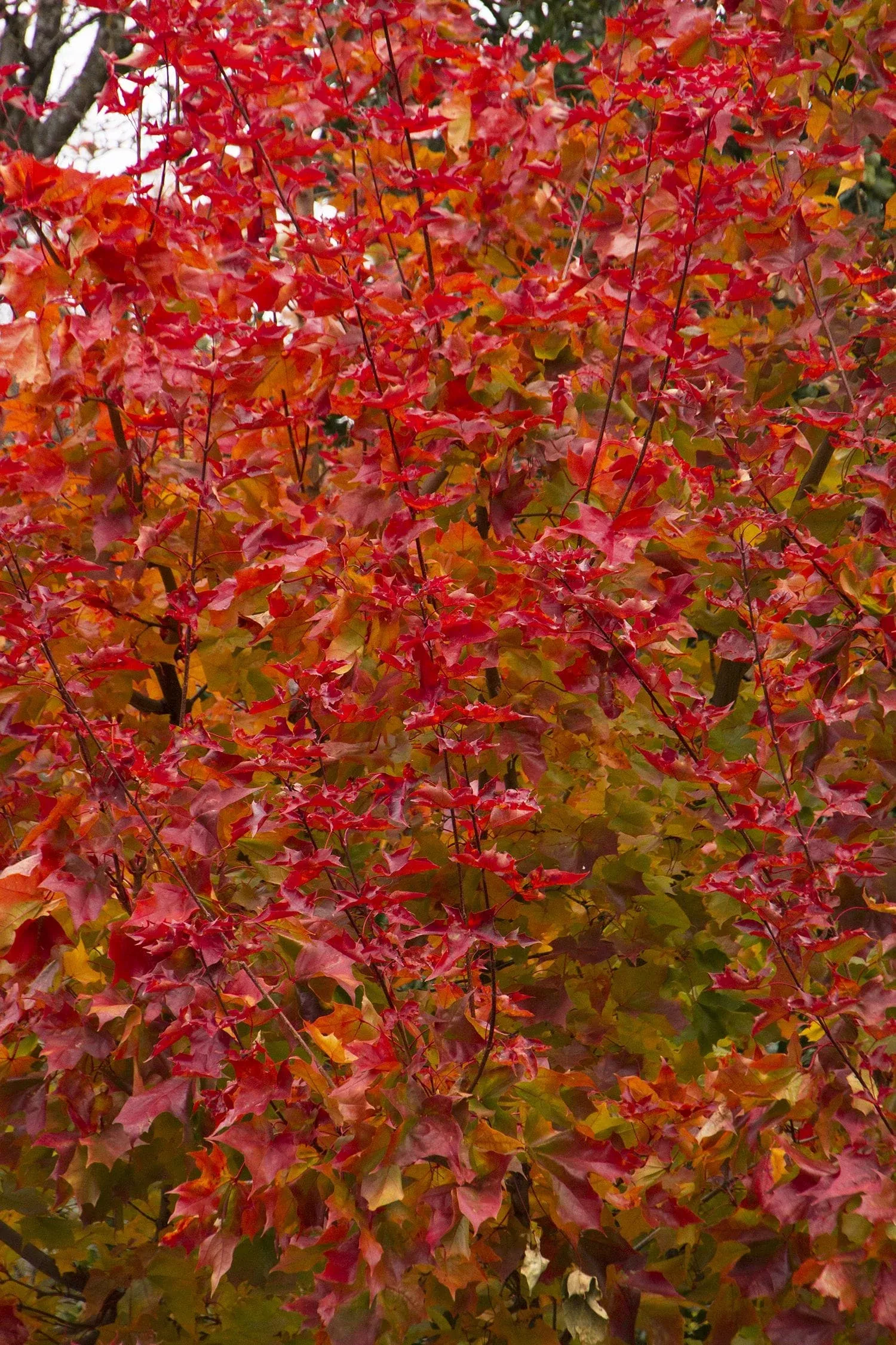 Autumn Blaze Maple