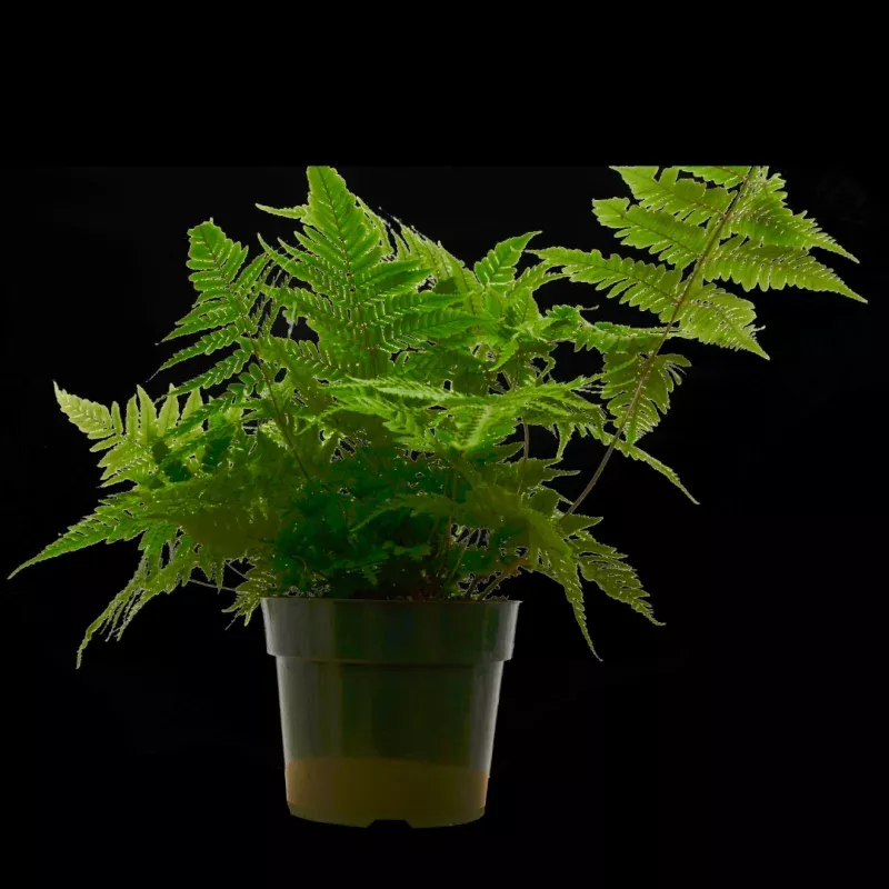 ‘Autumn’ Fern – 6″ Pot – NURSERY POT ONLY