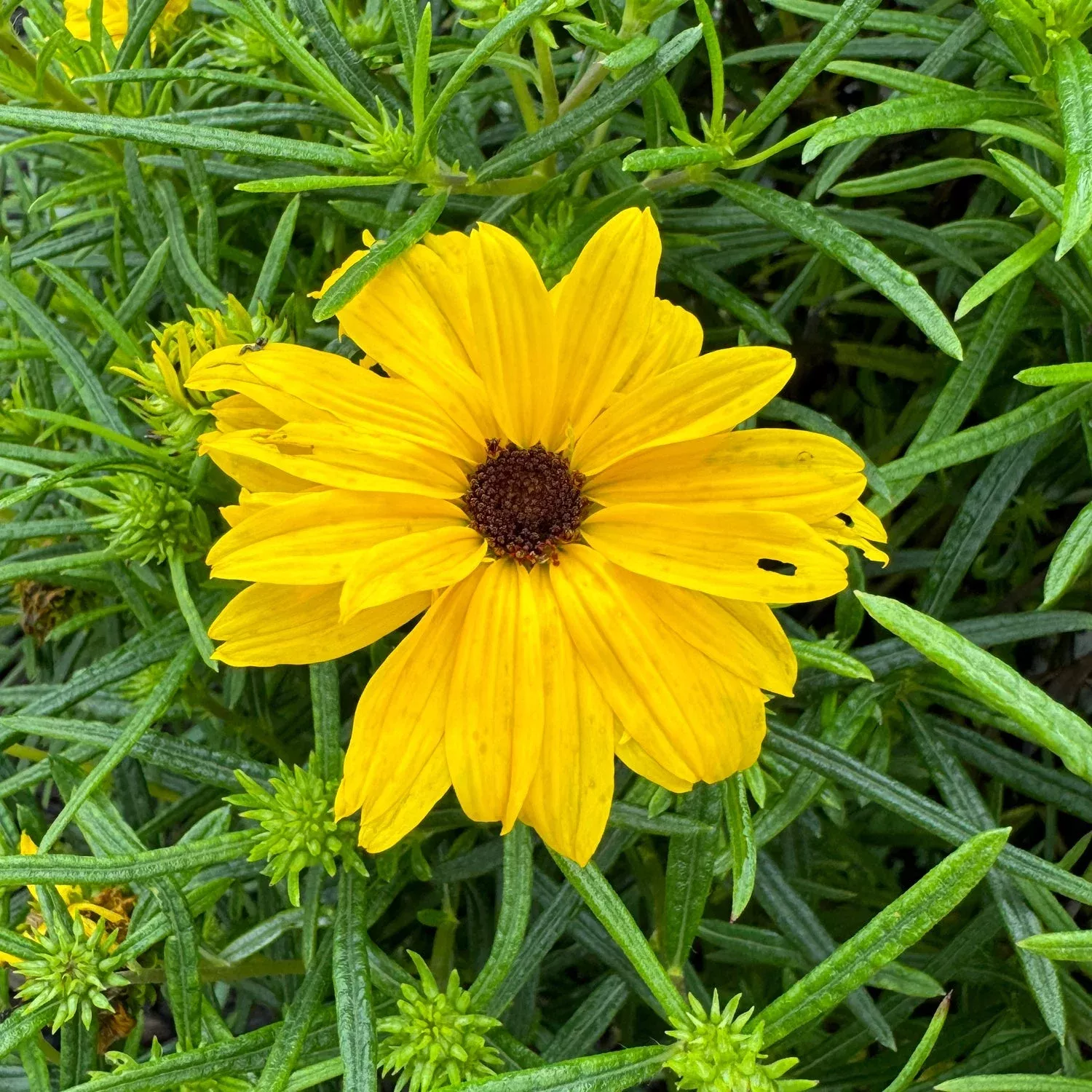 ‘Autumn Gold’ Narrow-Leaved Sunflower (Helianthus)