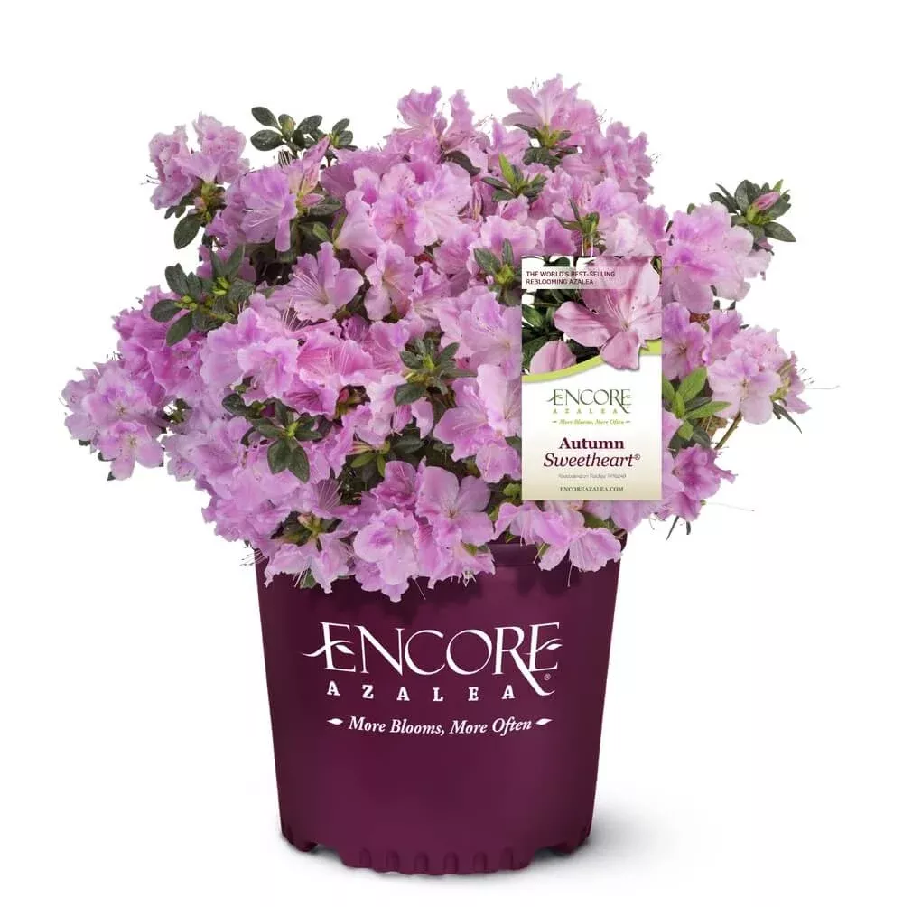 Autumn Sweetheart Encore Azalea