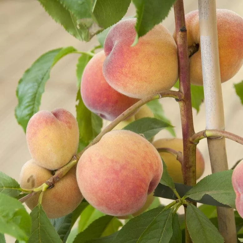 ‘Avalon Pride’ Peach Tree