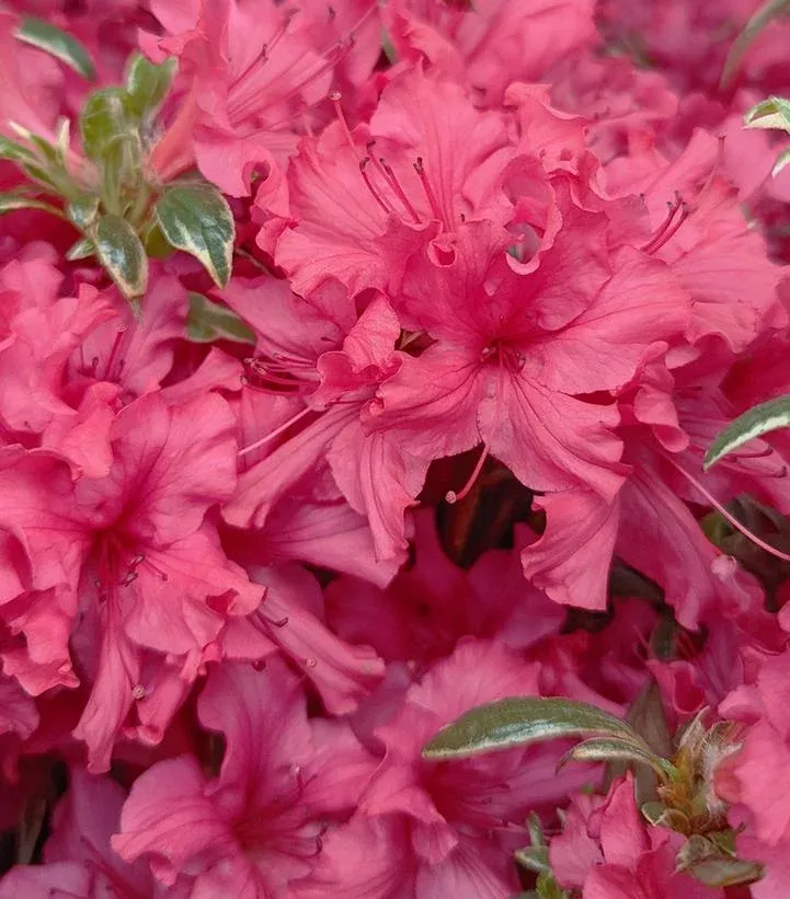 Azalea `Arctic Rose`