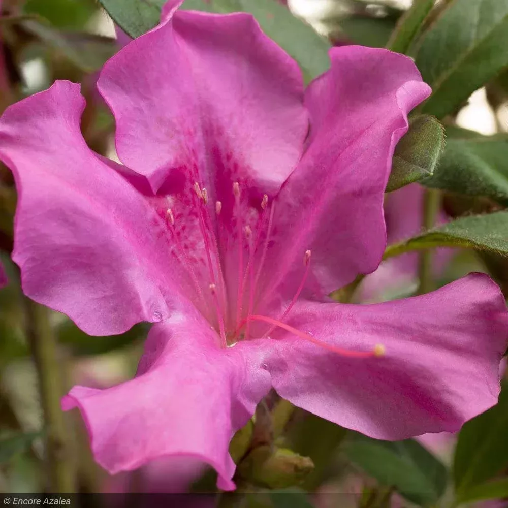 Azalea, Encore Autumn Royalty #3