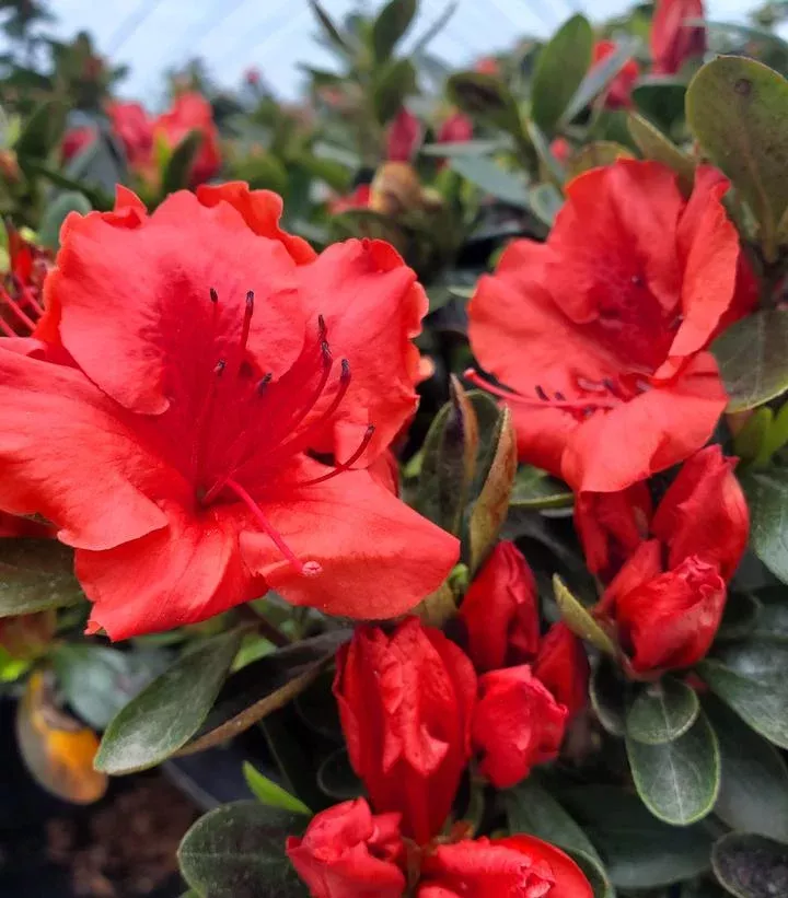Azalea `Girard`S Crimson`