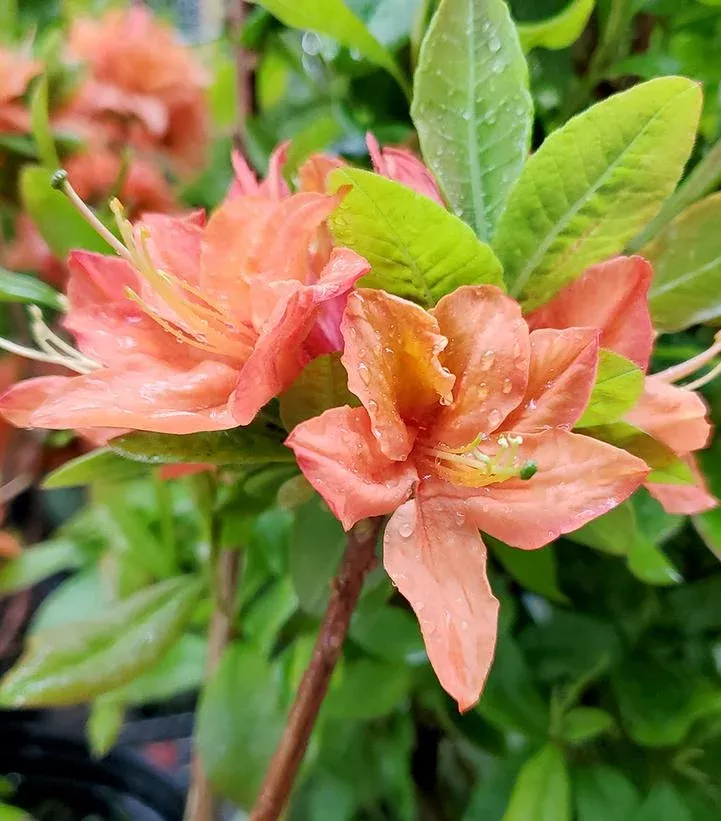 Azalea Mandarin Lights
