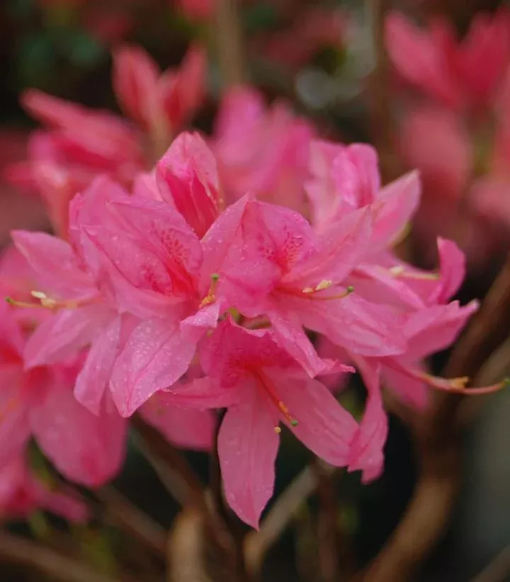 Azalea ‘Rosy Lights’