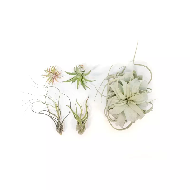 The Aztec Collection of Tillandsia Air Plants