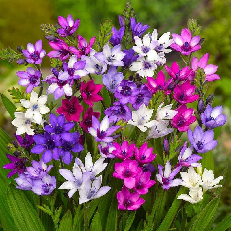 (Baboon Flowers) Babiana Stricta Mixture (12/pk)