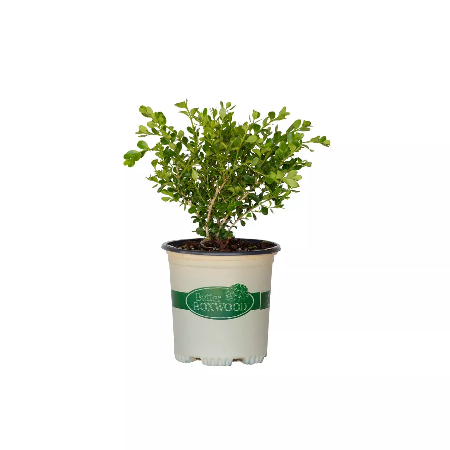 Babylon Beauty – Better Boxwood