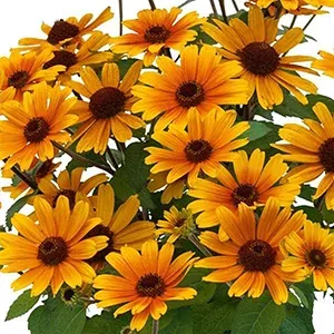 Bacio del Sole False Sunflower