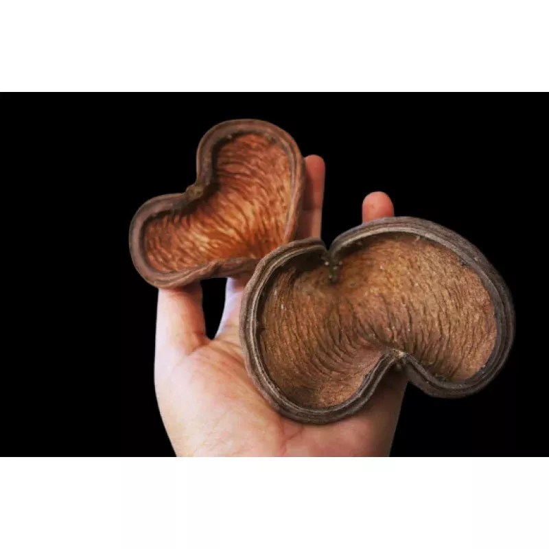 Badam Pods (Jungle Pods)