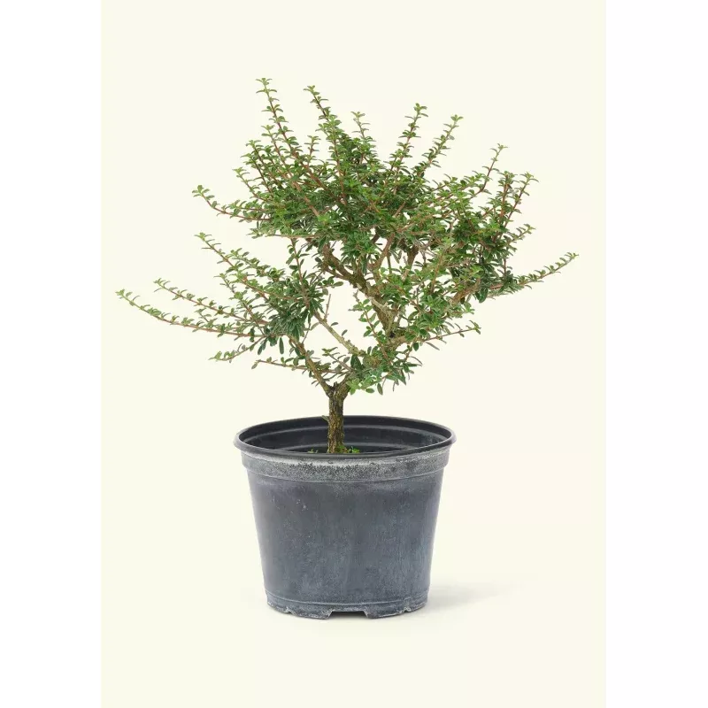 Bahama Berry, Small