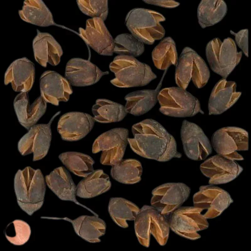 Bakuli Pod