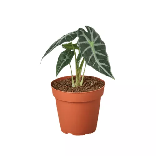 Bambino Alocasia