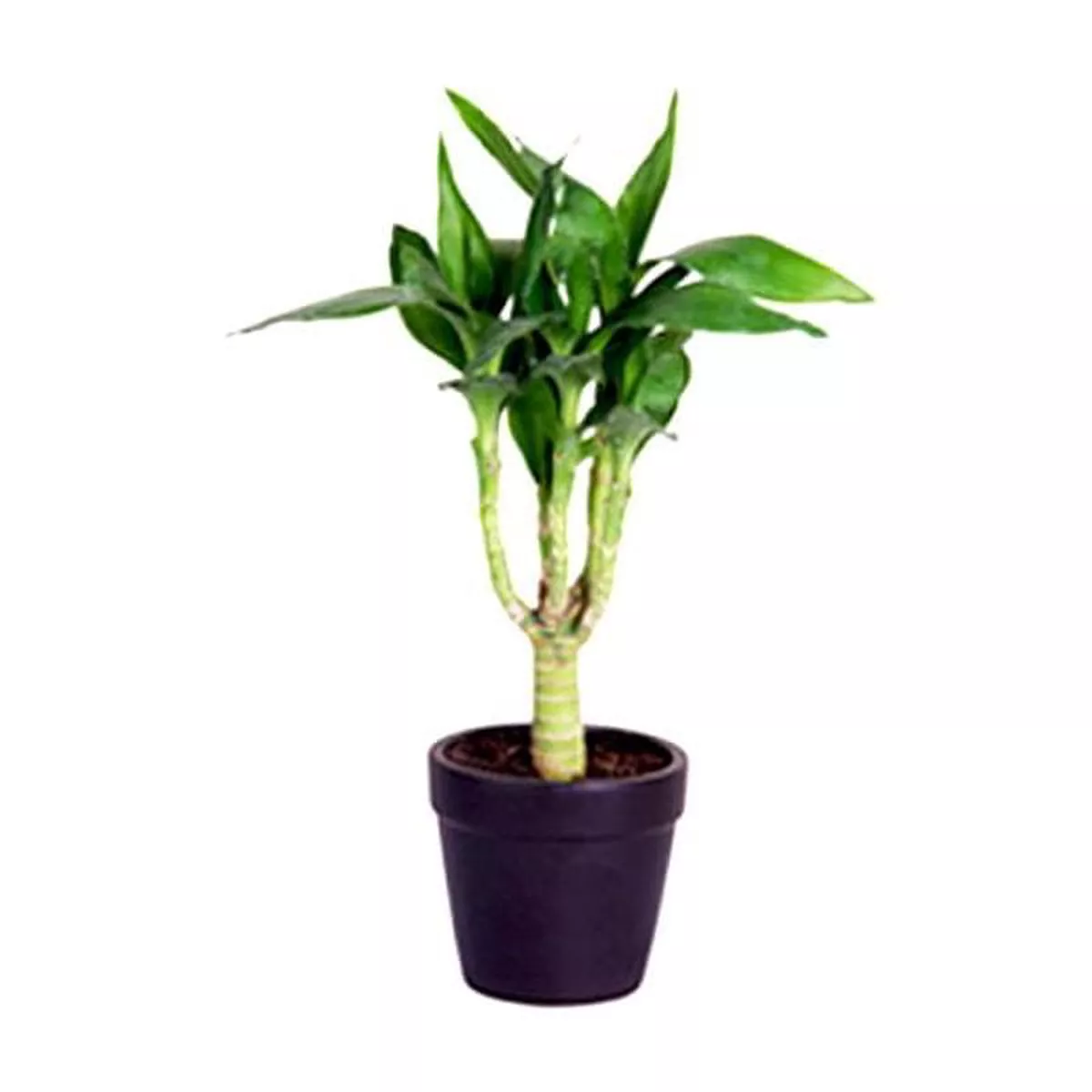 Bamboo Multi Head 8211 Plant