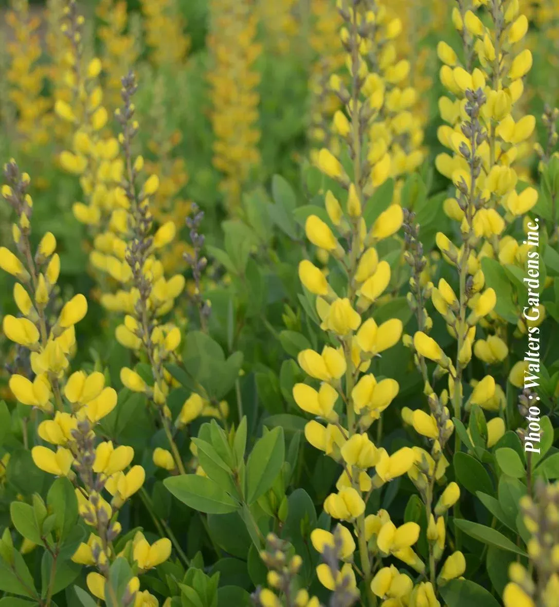 BAPTISIA `AMERICAN GOLDFINCH`