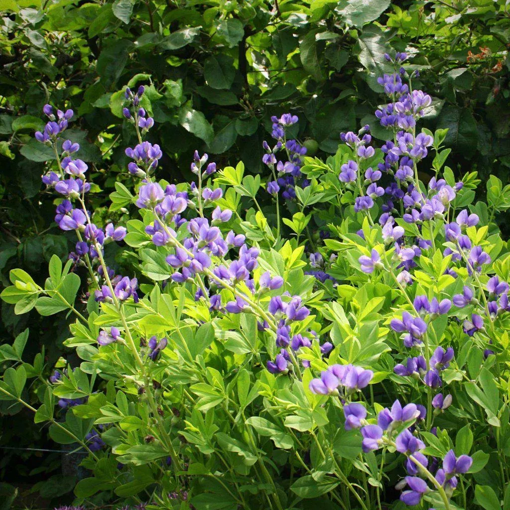 Baptisia, Blue False Indigo