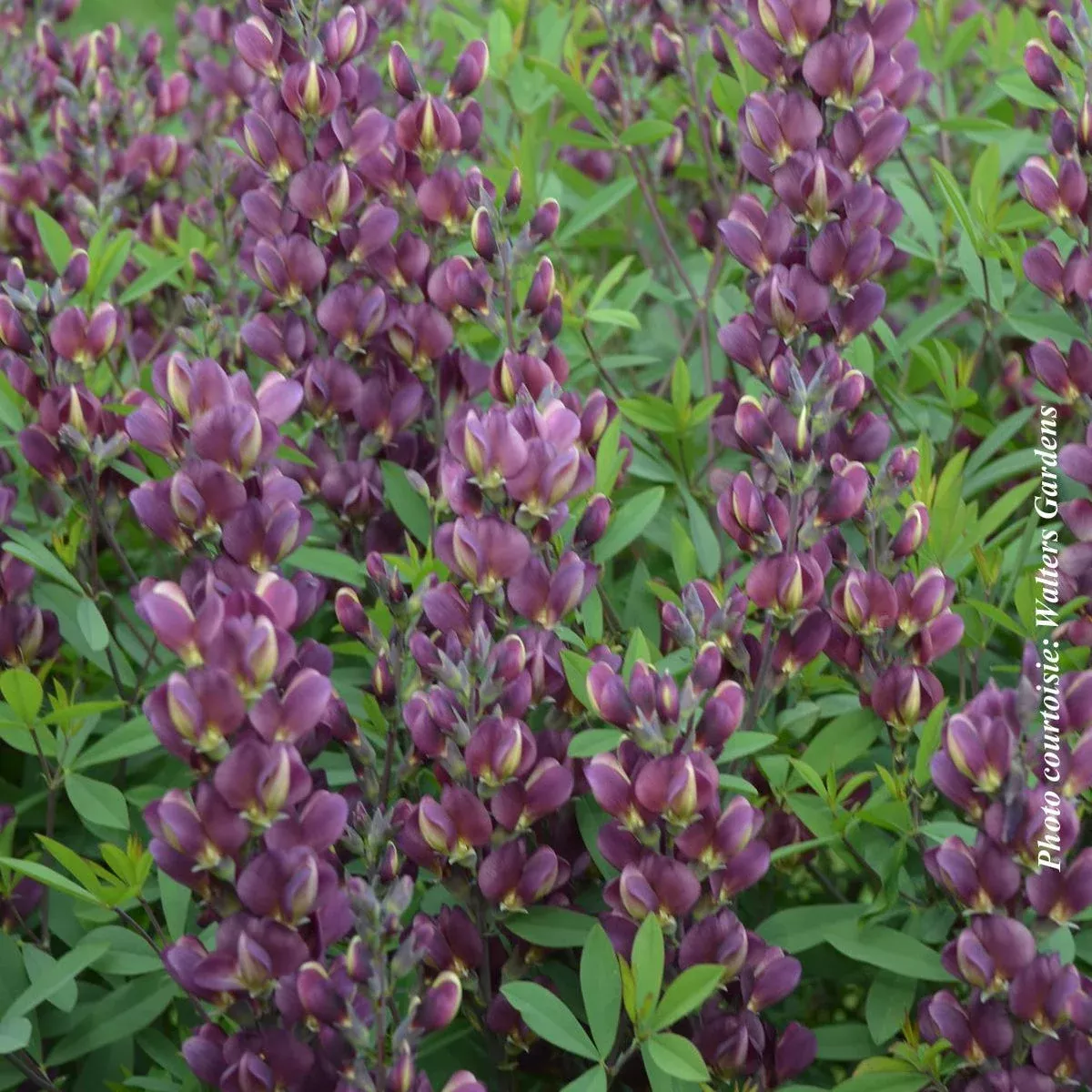 Baptisia ‘Burgundy Blast’