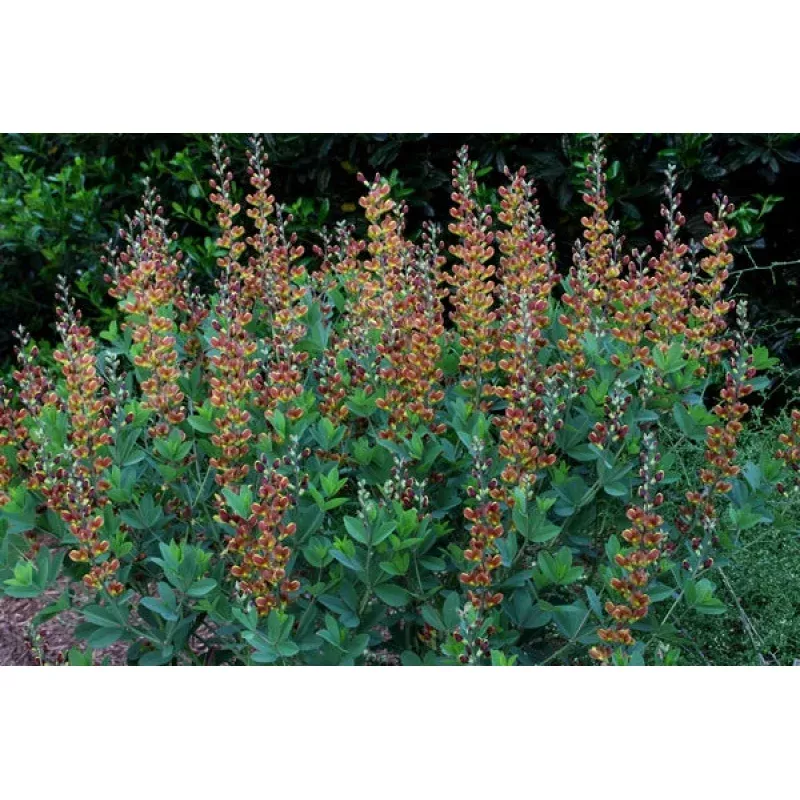 Baptisia Cherries Jubilee PP 23907