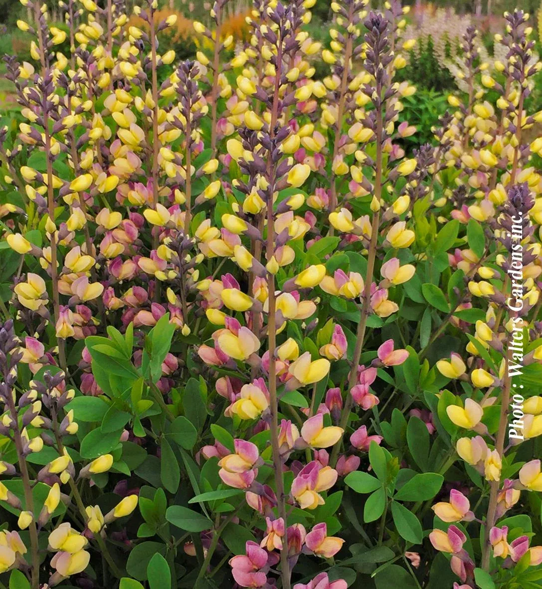 Baptisia Decadence Deluxe ‘Pink Lemonade’