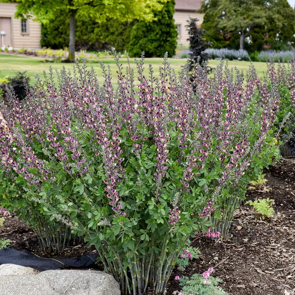 Baptisia Grape Escape PP 36083