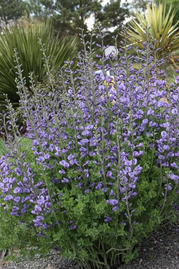 Baptisia minor Melissa Blue