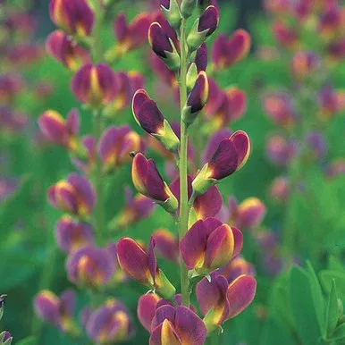 Baptisia ‘Prairie Blues Twilite’