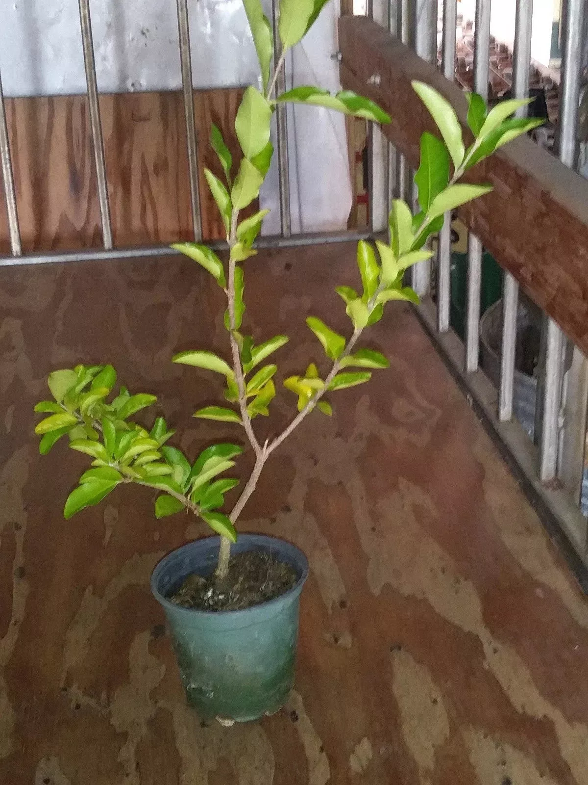 Barbados Acerola Cherry Tree Plant