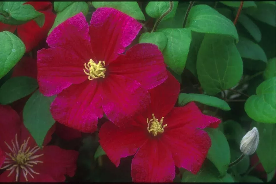 ‘Barbara Harrington’ Clematis