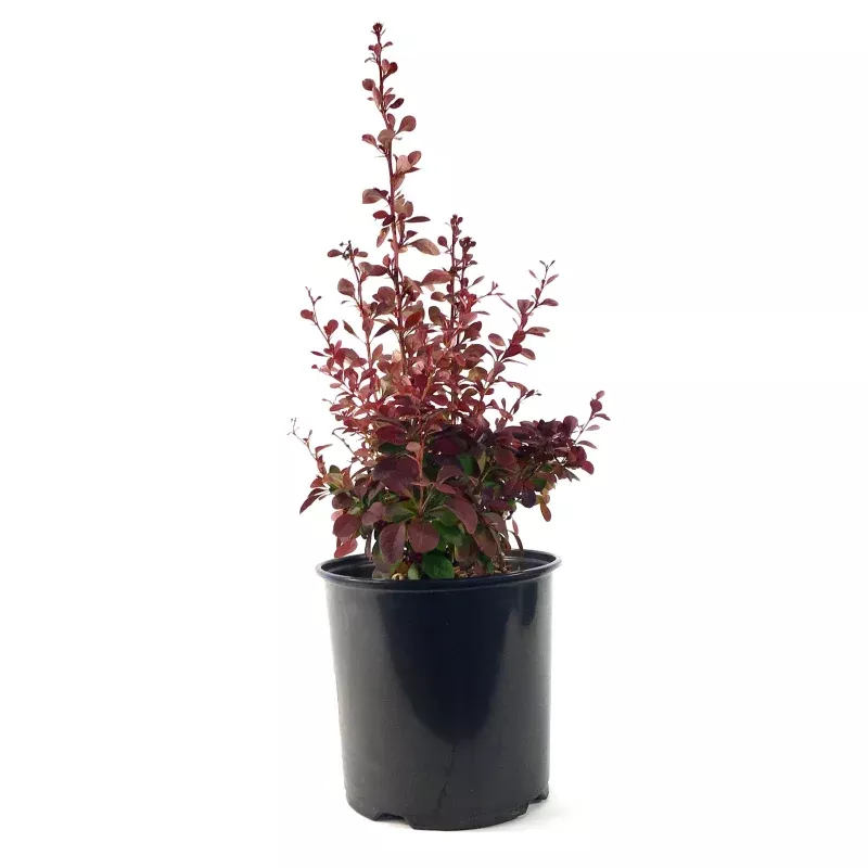 Barberry, 2 gal, Ruby Carousel