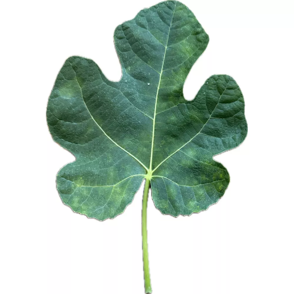 Barran Fig