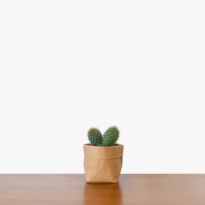 Barrel Cactus