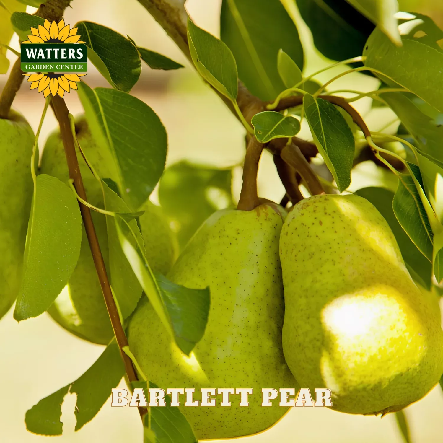 BARTLETT PEAR TREE 7gal