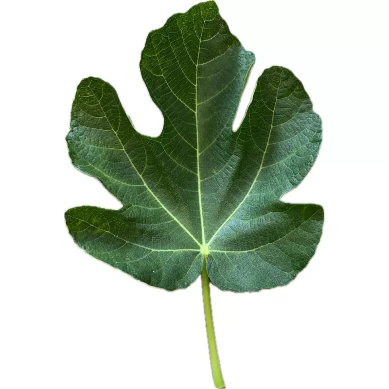 Battaglia Green Fig